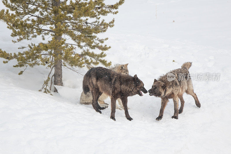 黄石公园的三只狼在玩/打架